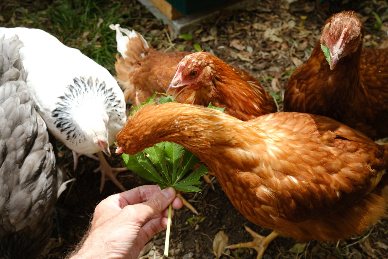 Feeding the chooks 1/5