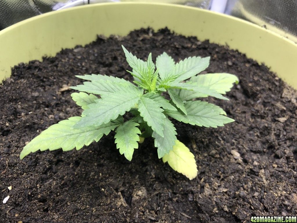 Fem mh tent 18:6 in soil