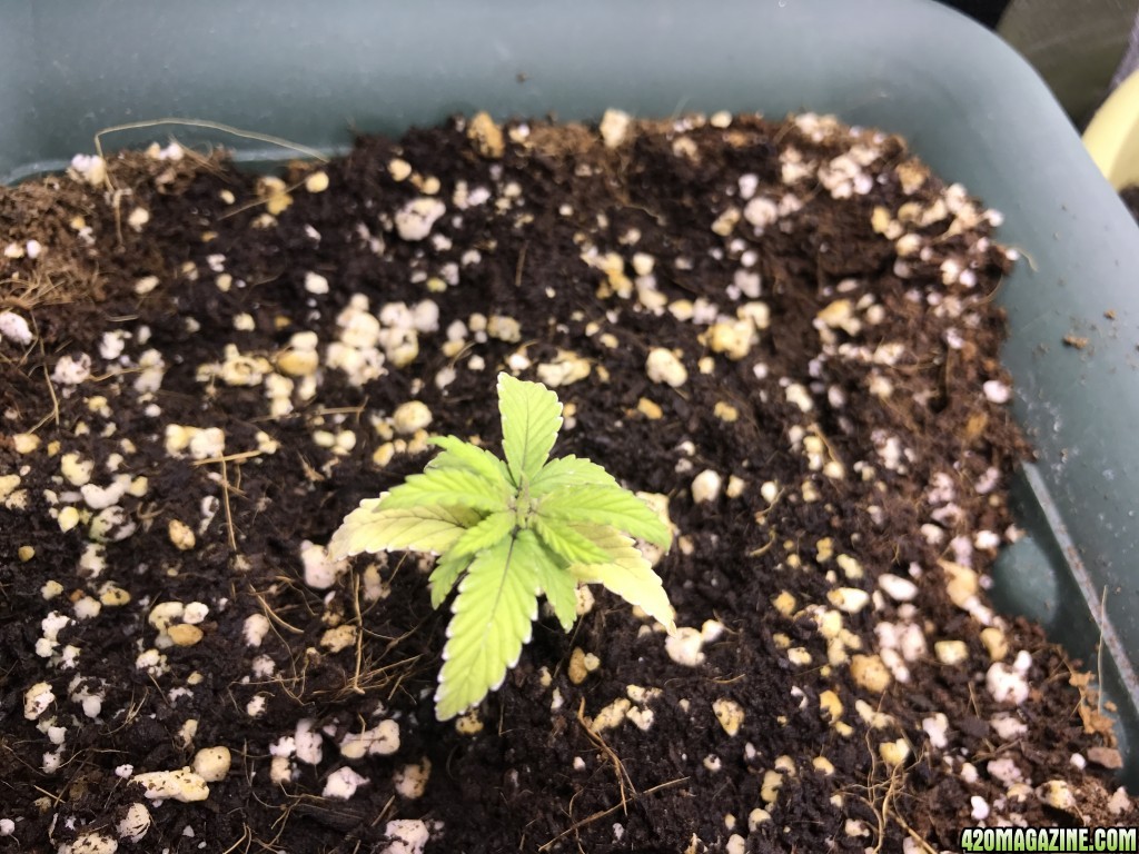 Fem mh tent 18:6 in soil