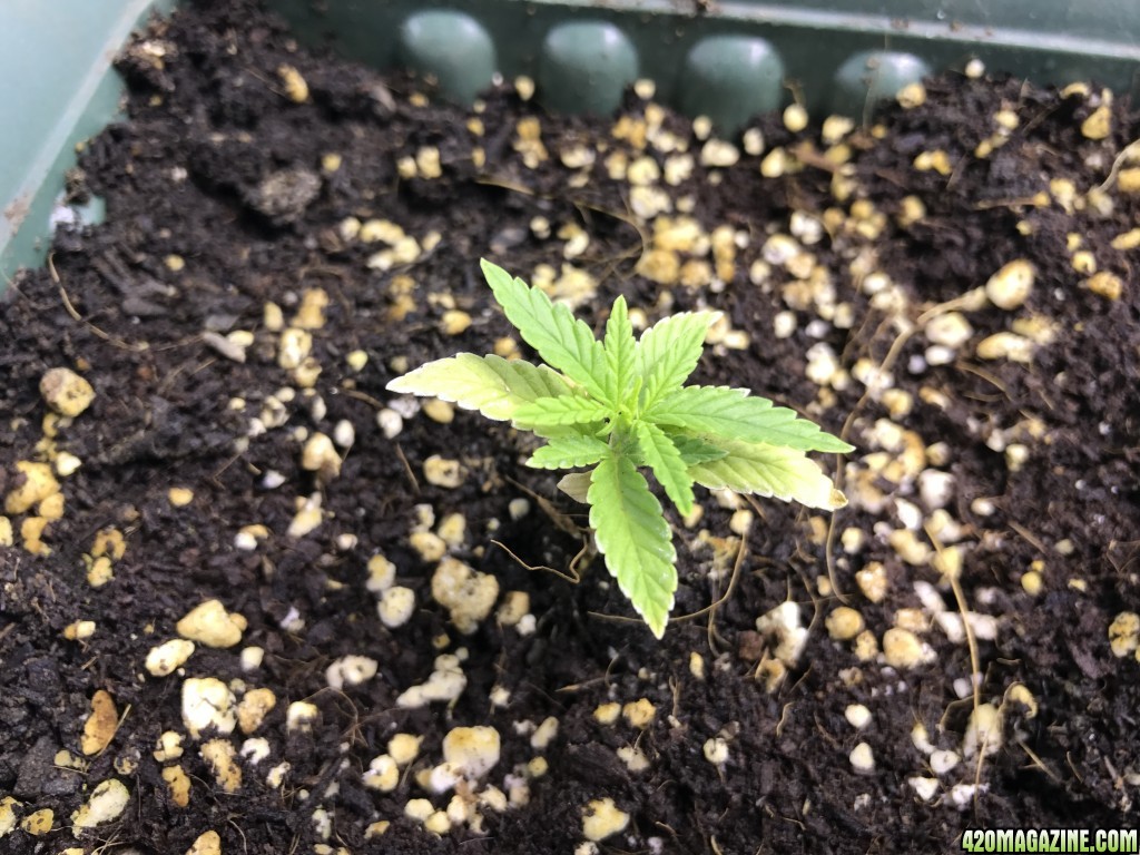 Fem mh tent 18:6 in soil