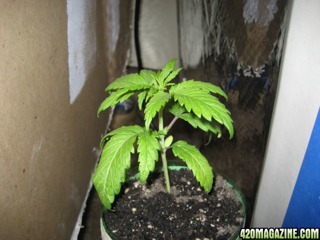 Female Bagseed