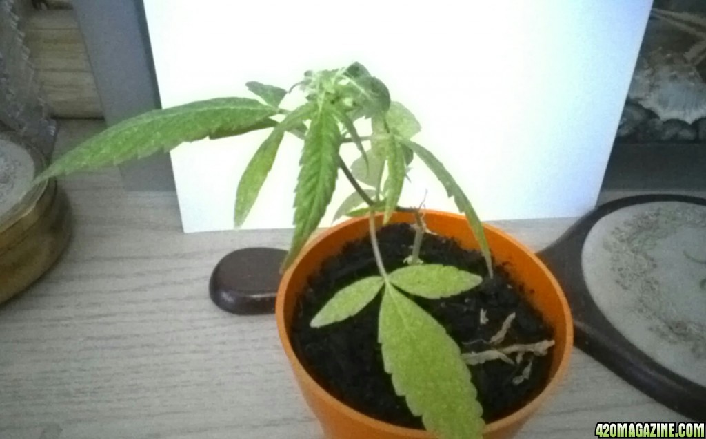 female, broke one stem, about 3 inches tall