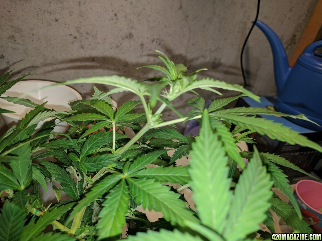 Female? Check topmost node