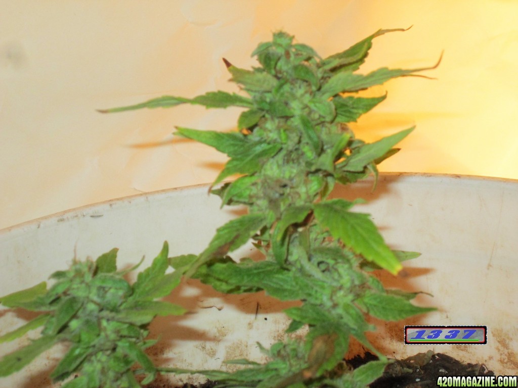 Female clone flowering indoor indica milky cloudy trichomes