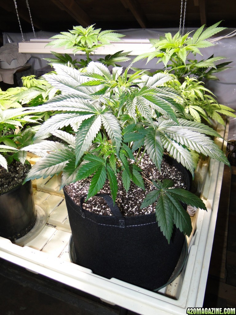 Female Jilly Bean Seedling-Transplant Day-12/15/15