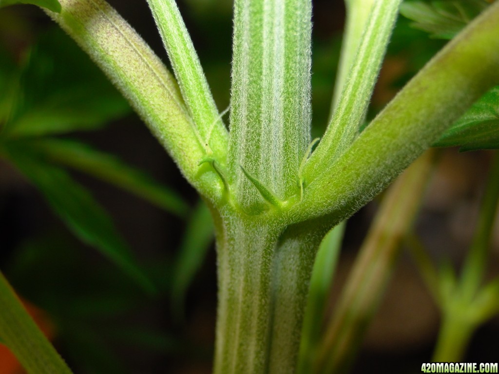 Female Jilly Bean Seedling-Transplant Day-12/15/15