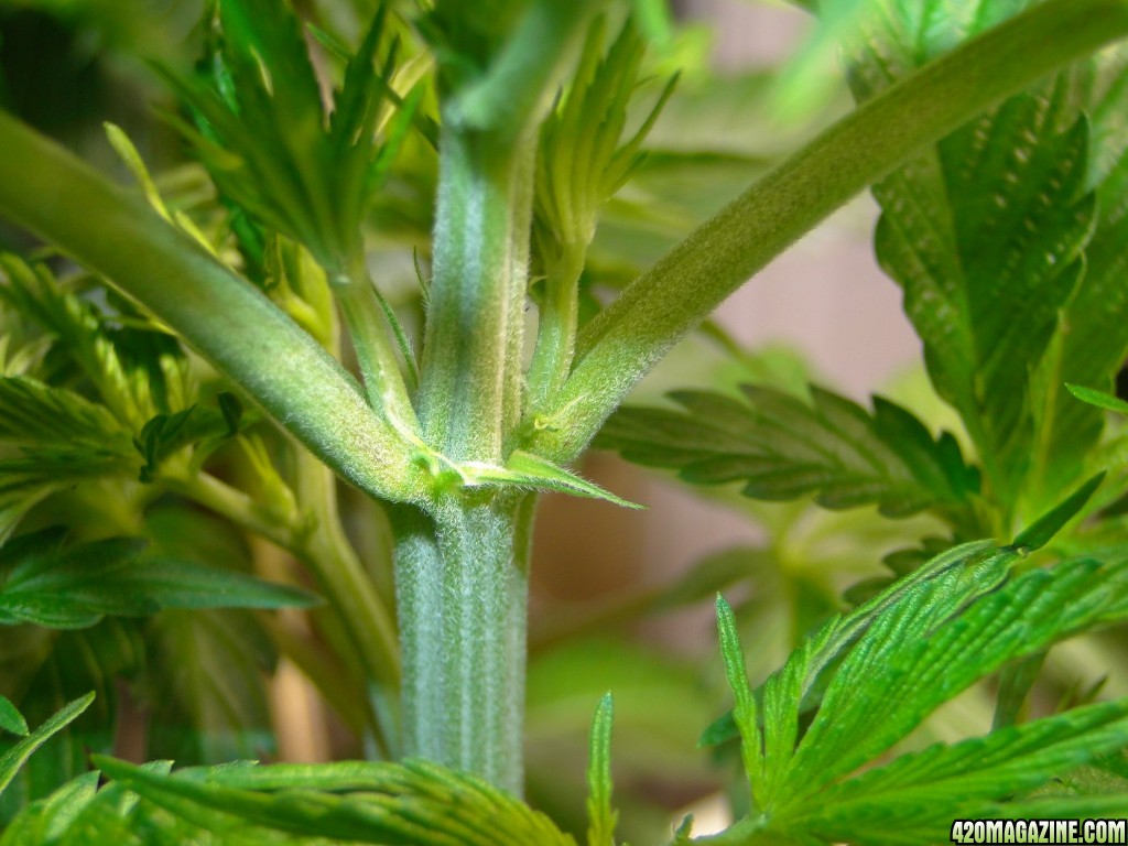 Female Jilly Bean Seedling-Transplant Day-12/15/15