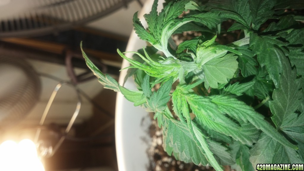 female or new growth