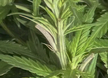 Female pistils.jpg