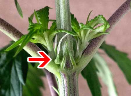 female-preflowers-cannabis-sm.jpg