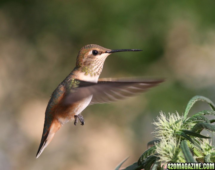 female Roufous Hummingbird, and top cola