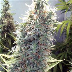 Female-seeds-c99