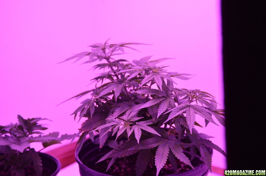 Female week 1 flower