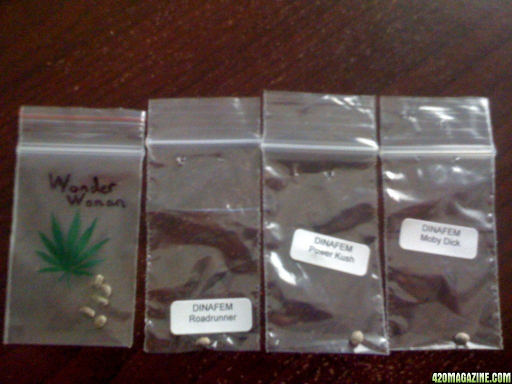 Feminized seeds for mother plants