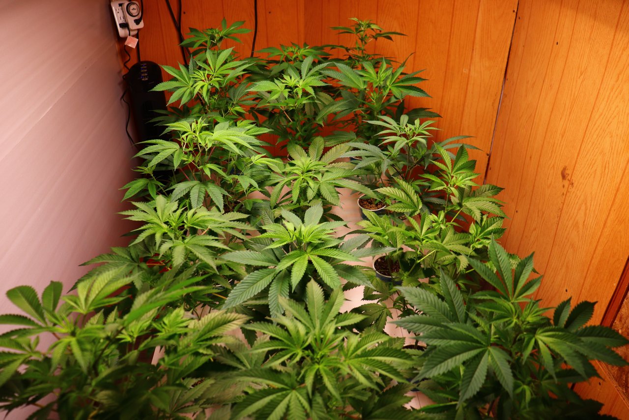 Feminized Solo Cup Plants-2/13/23