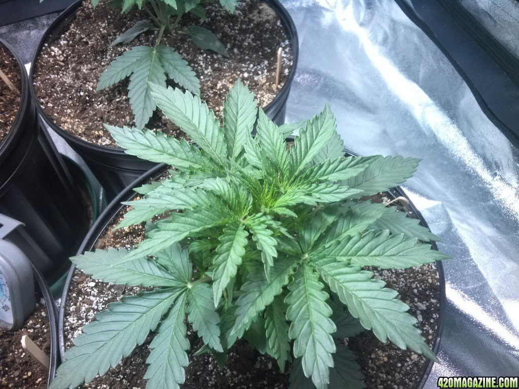 Femming Auto Grow