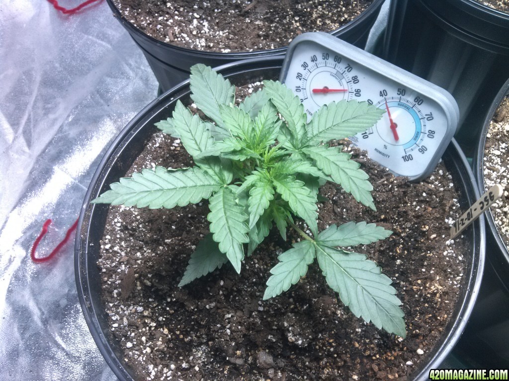 Femming Auto Grow