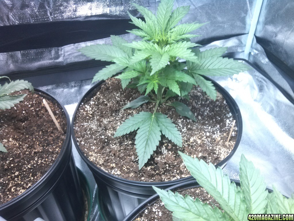 Femming Auto Grow