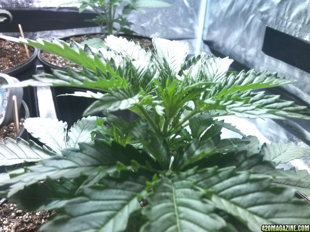 Femming Auto Grow