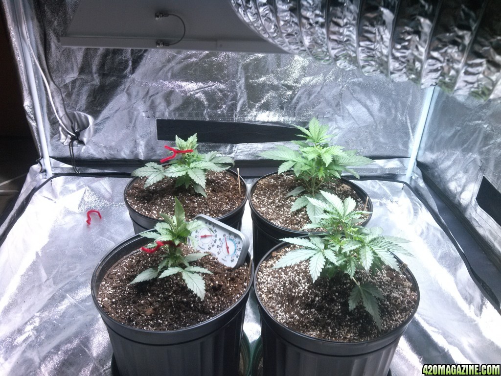 Femming Auto Grow