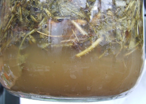 fermented dandelion 2.jpg