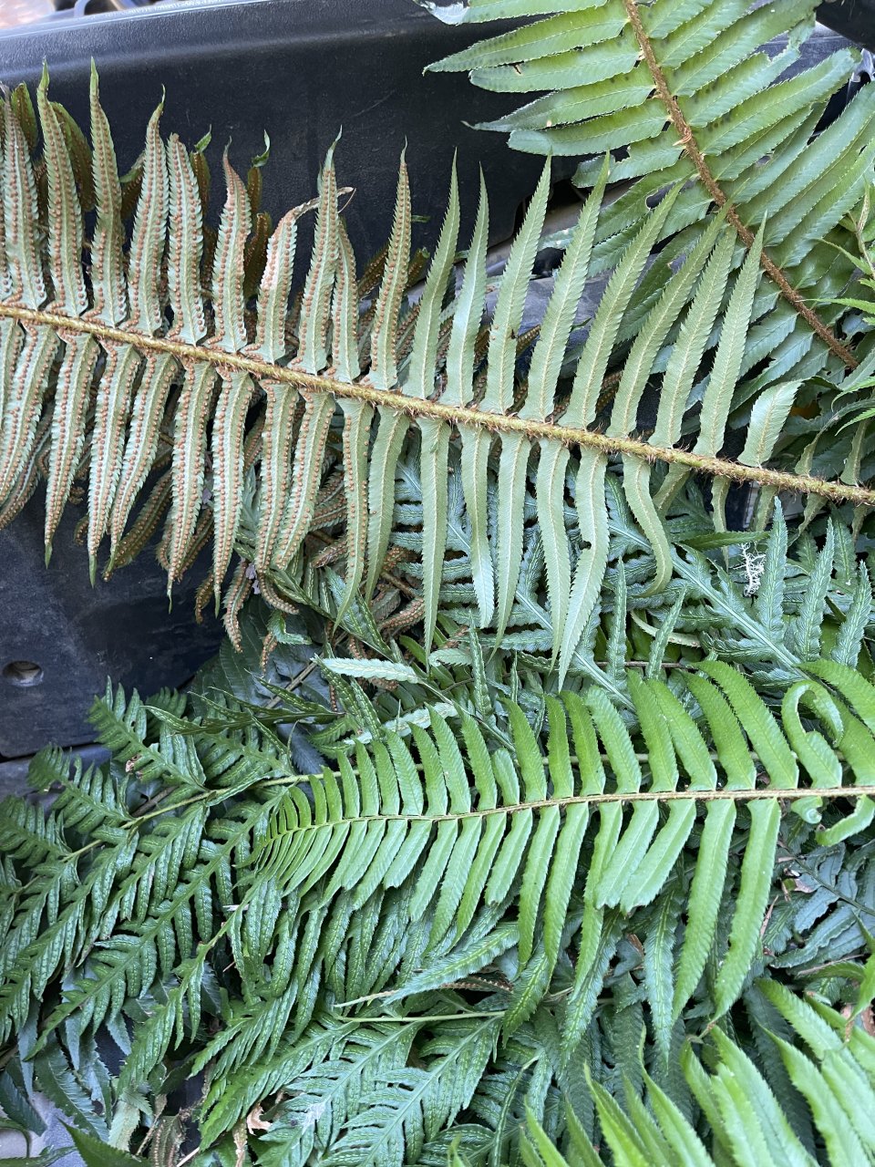 Fern Spore Pods