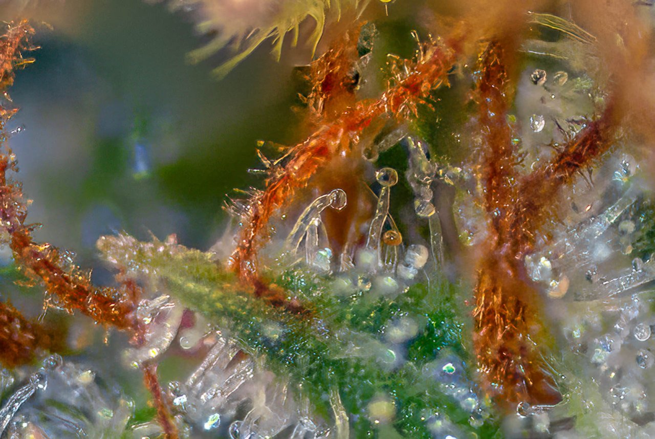 Festive trichomes Mimosa EVO.jpg