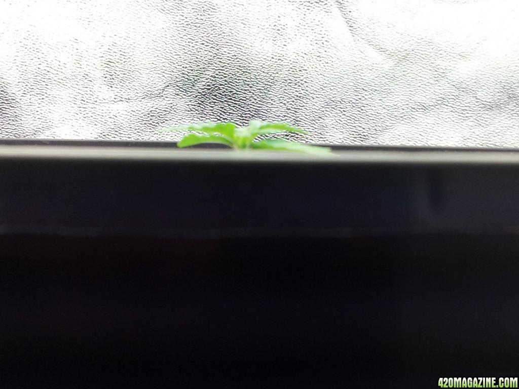 Few days old - Plant 1 Herijuana Pheno?