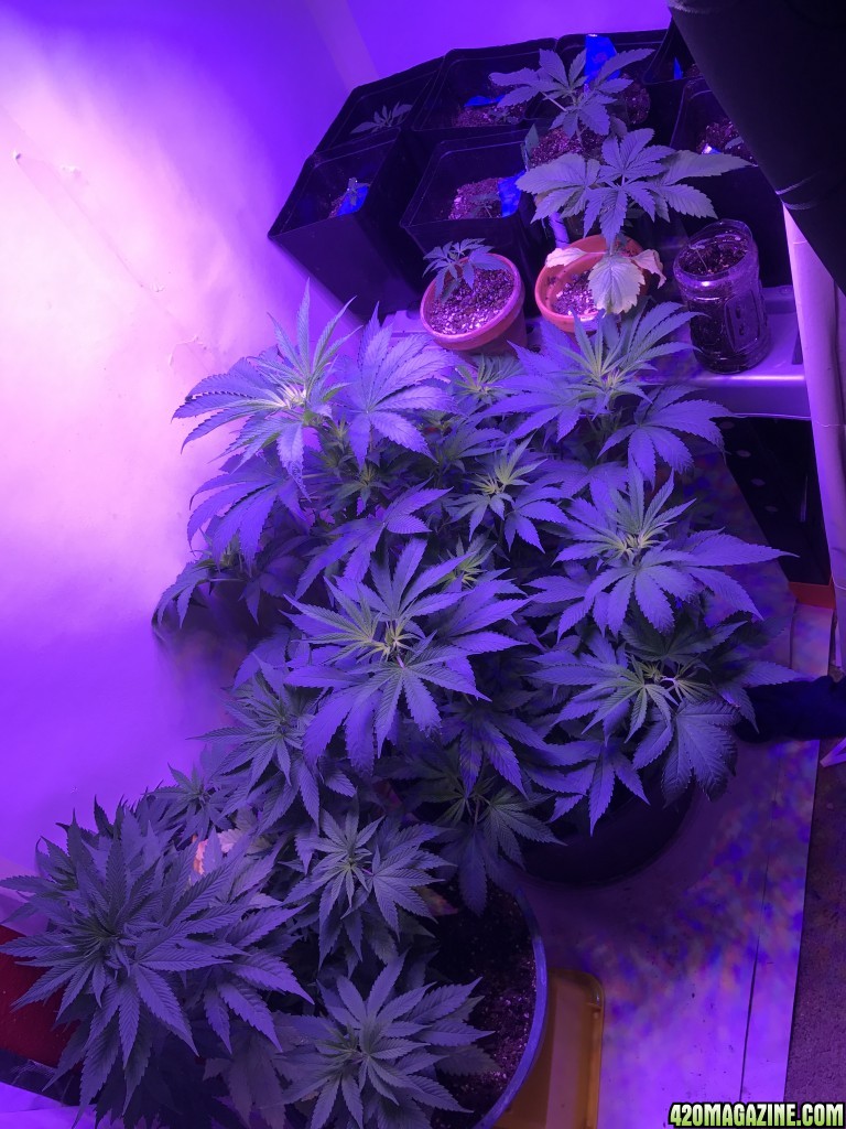 Few pictures of my first grow (current)