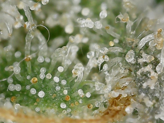 FF 10-17-23 F33 trichs (2).jpg