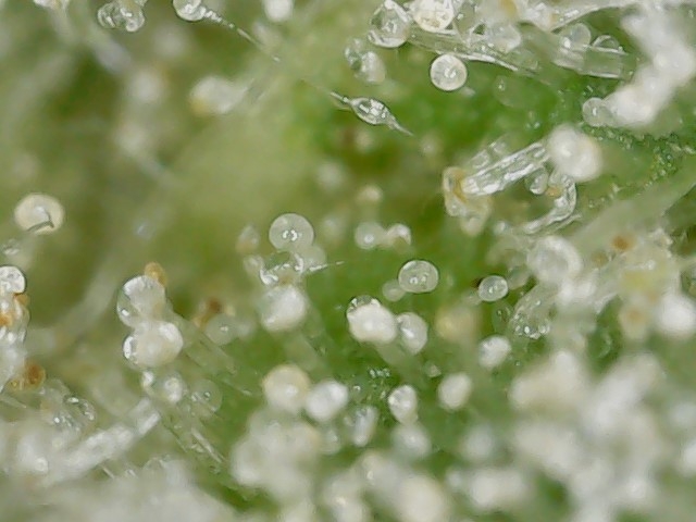 FF 10-20-23 F81 (1) trichs.jpg