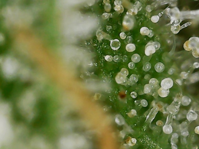 FF 10-20-23 F81 (2) trichs.jpg