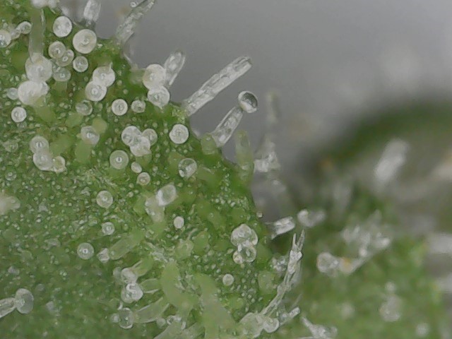 FF 10-20-23 F81 (3) trichs.jpg