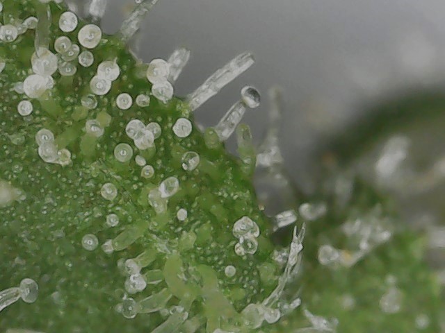 FF 10-20-23 F81 (4) trichs.jpg