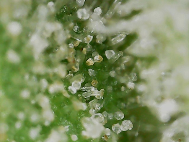 FF 10-20-23 F81 (5) trichs.jpg