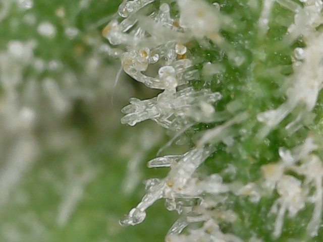 FF 10-23-23 F84 trichs (1).jpg