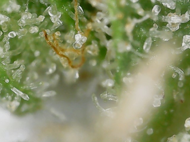 FF 10-23-23 F84 trichs (2).jpg