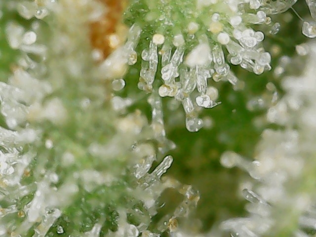 FF 10-23-23 F84 trichs (4).jpg