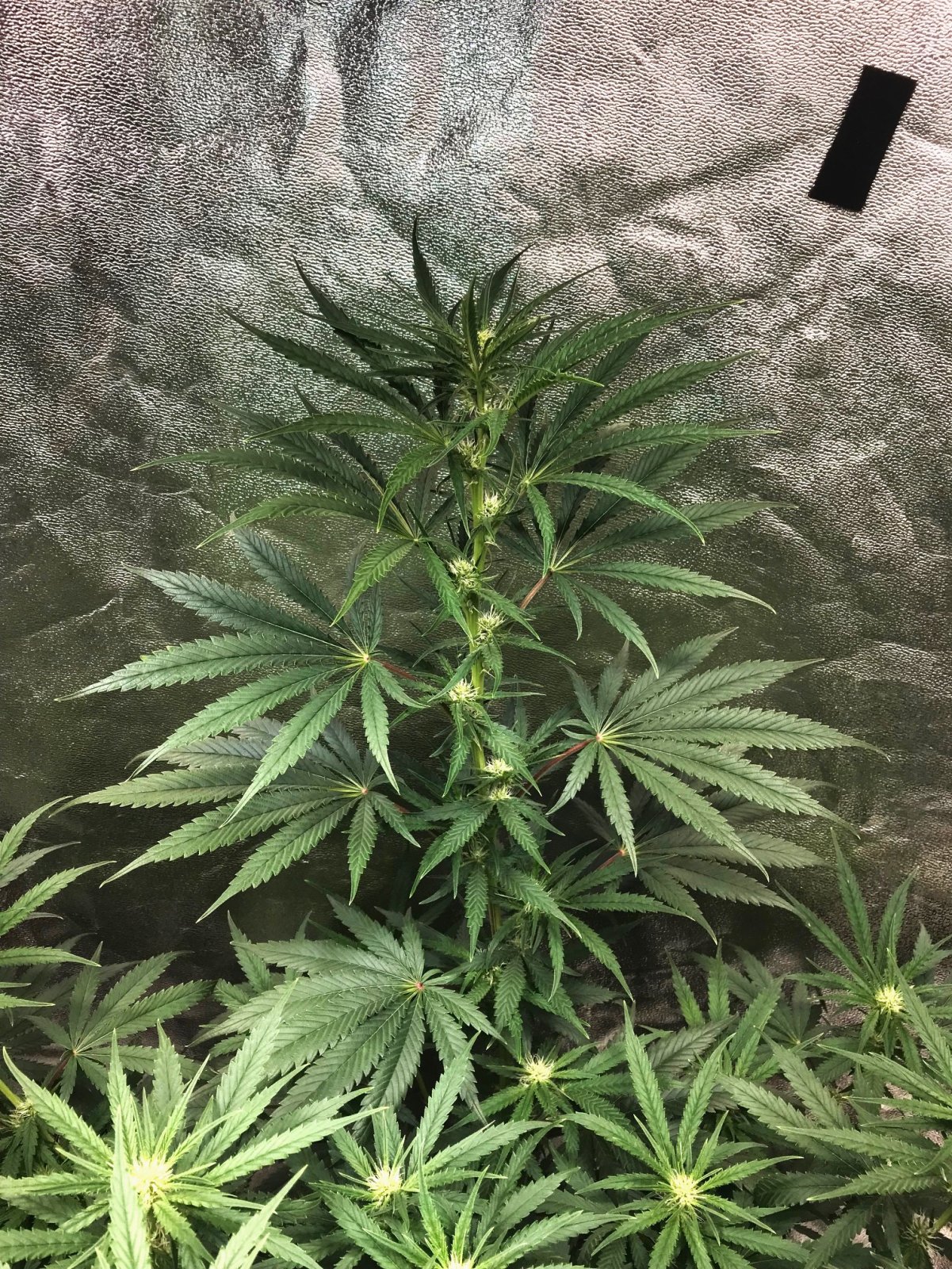 FF 8-25-23 F24 buds.jpg