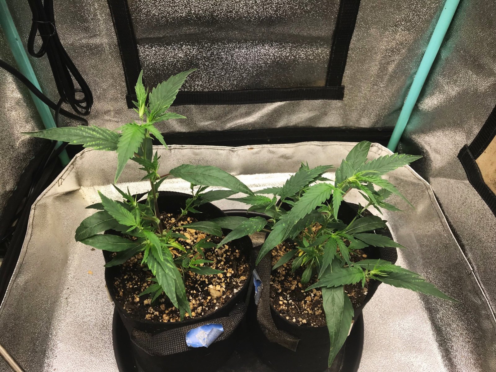 FF clone 10-28-23 soil day 17.jpg