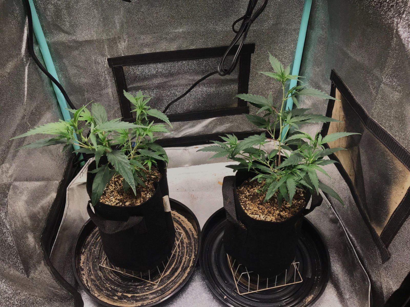 FF CLONES 10-31-23 soil day 20.jpg