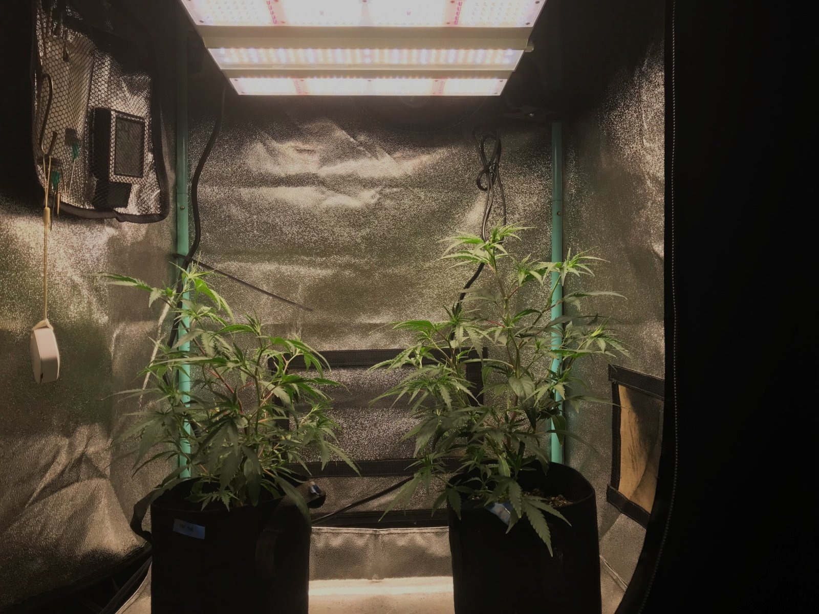 FF clones 11-6-23 soil 26.jpg