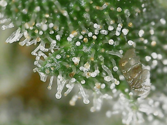 FF trichs 10-10-23 F71 (1).jpg