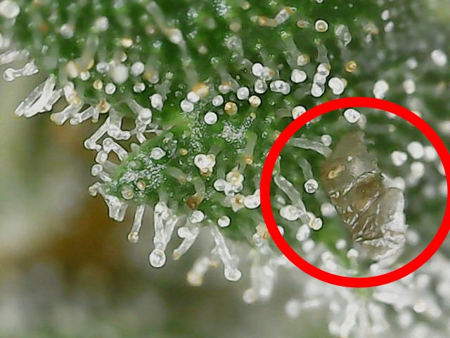 FF trichs 10-10-23 F71 (1).jpg