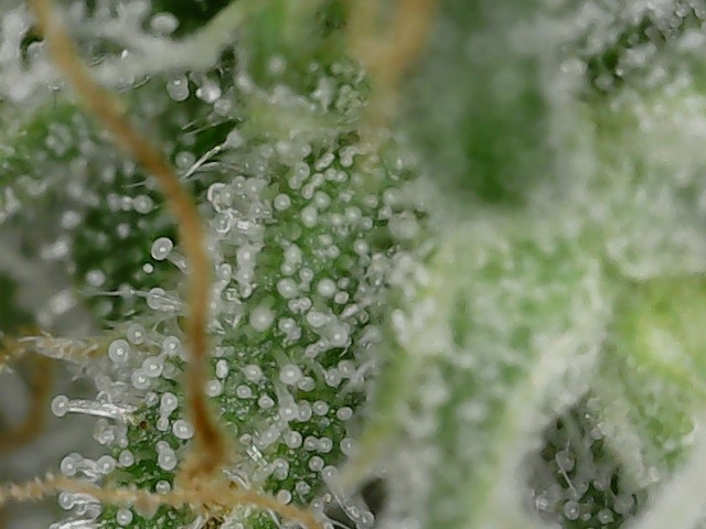 FF trichs 10-10-23 F71 (2).jpg