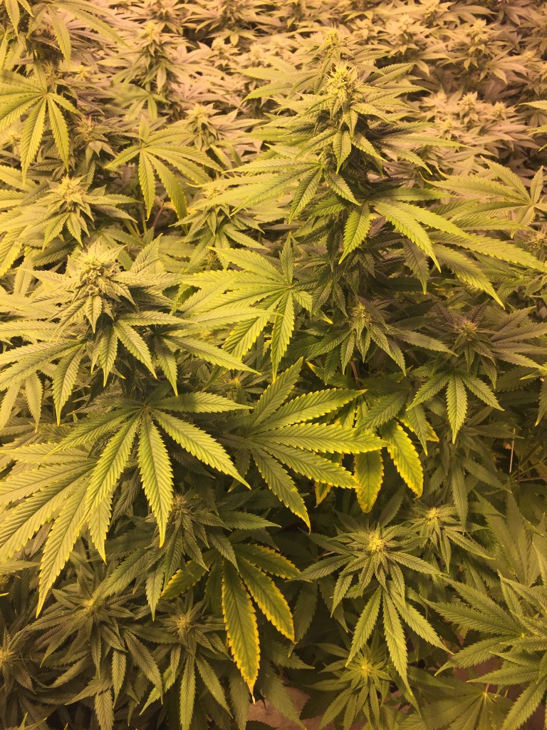 Fifth week of flowering leaf concerns