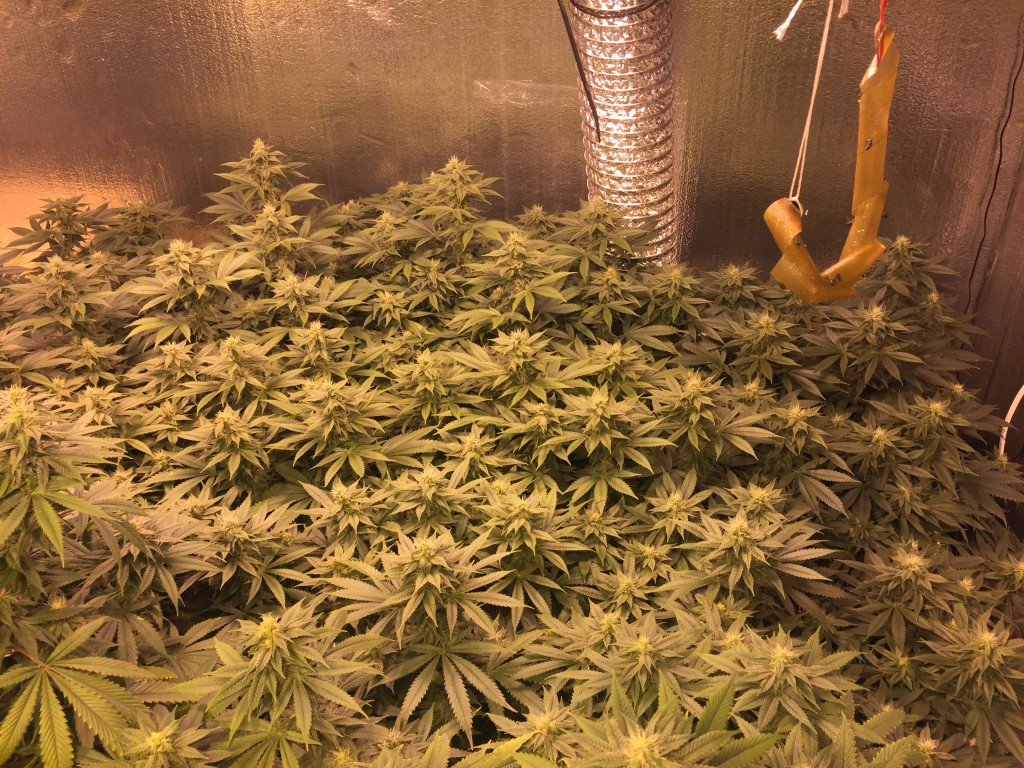 Fifth week of flowering leaf concerns