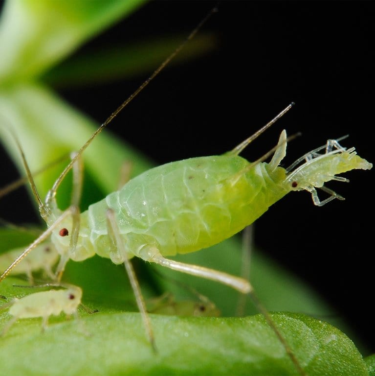 Fig-14-ELA-fact-sheet-12-Aphid-giving-birth-to-live-young.jpg