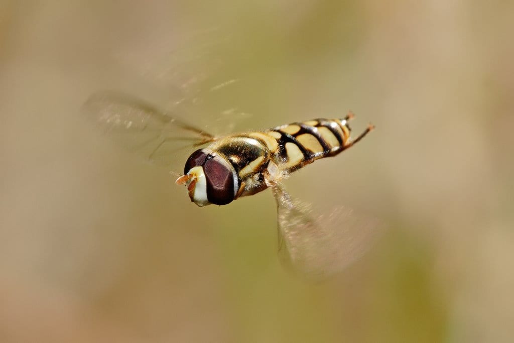 Fig-29.-ELA-Fact-Sheet-12-Adult-hover-fly-flying-Hoverfly_flying_midair.jpg