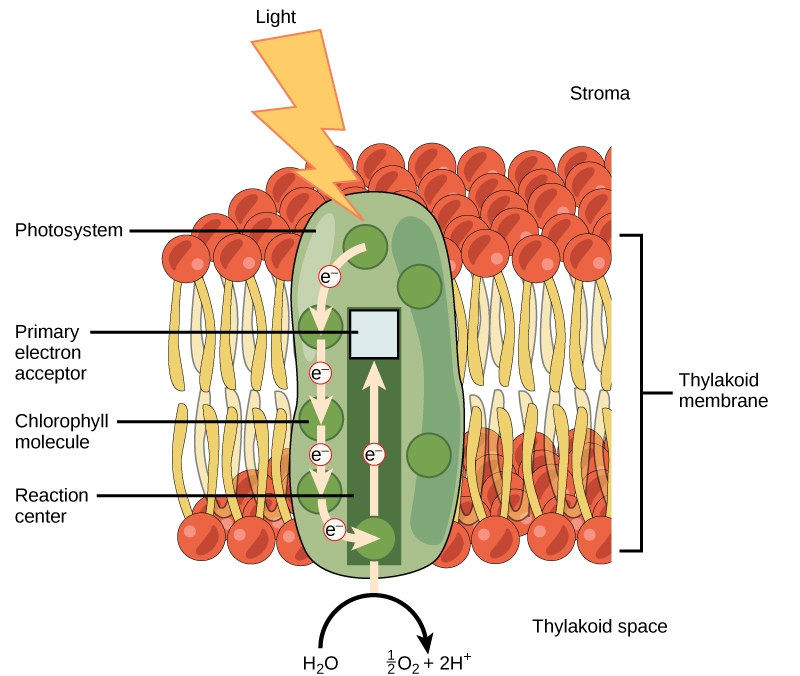 Figure_05_02_052.jpg